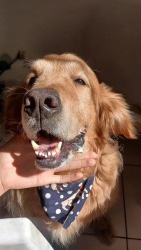 Golden retriever