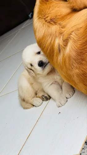 GOLDEN RETRIEVER 