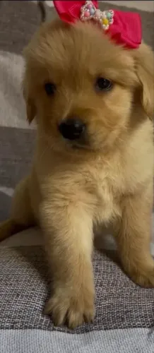 Golden Retriever Filhote - Companheiro para a Família