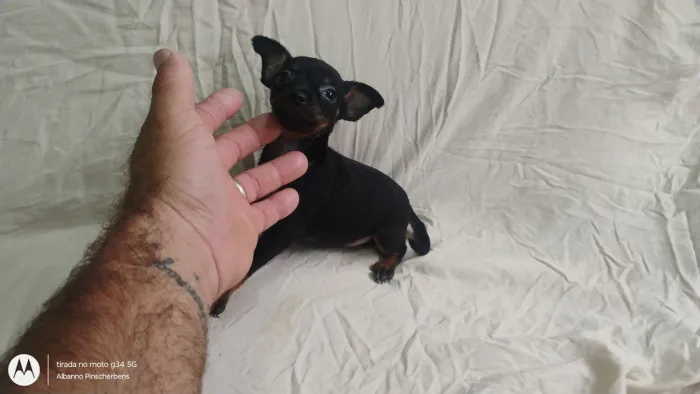 Pinscher filhotinho