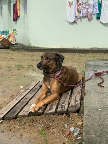Passeio de cães em Maceió