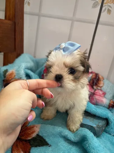 Shihtzu machos