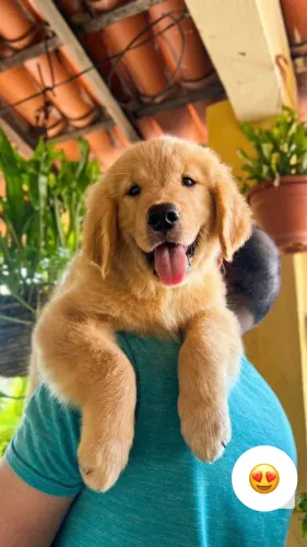 Filhote de Golden Retriever