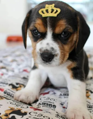 Beagle Companhia que se torna essencial