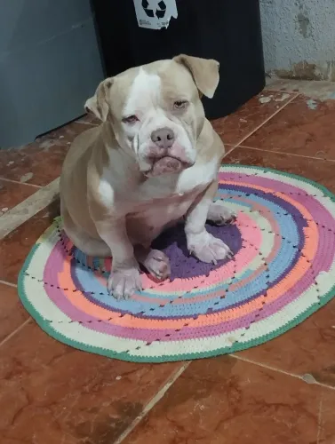 American Bully fêmea 