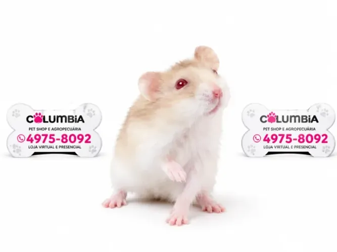 Hamster chinês