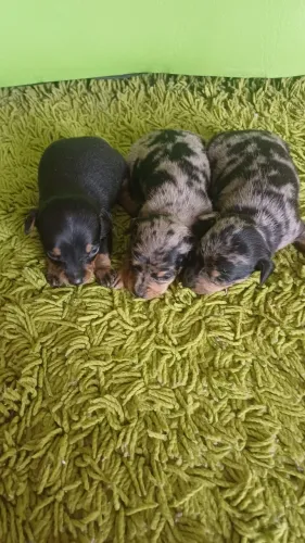 mini pinscher 