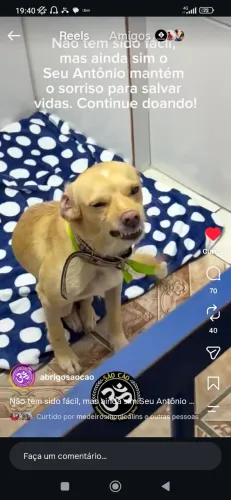 Cachorrinho pra adoção tá no abrigo são cão