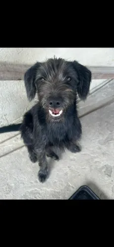 Doação de cachorro
