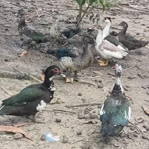 Vende se patas 