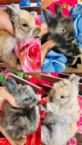 Coelho mini Lion