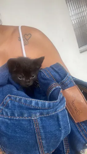 Gato Doação