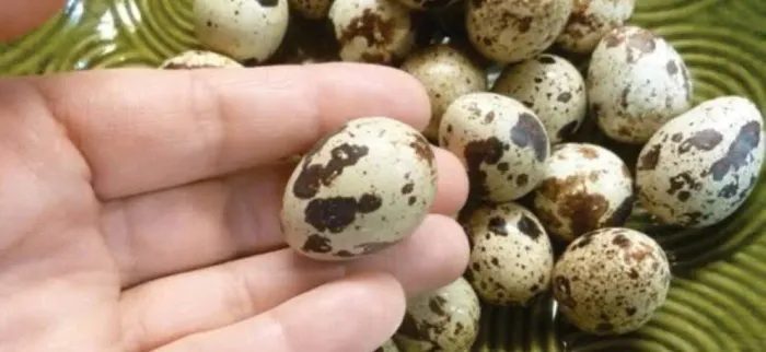 Ovos férteis de codorna Japonica 
