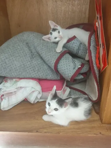 Gatos para adoção 