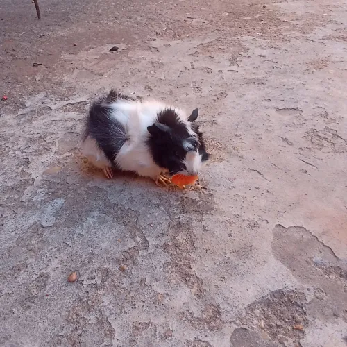 Porquinho da índia