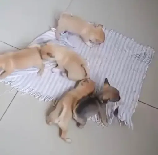 Chihuahua pequeno, valente