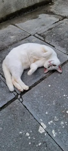 Gato Castrado ADOÇÃO