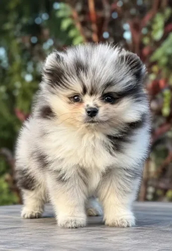 Lulu da Pomerânia merle 
