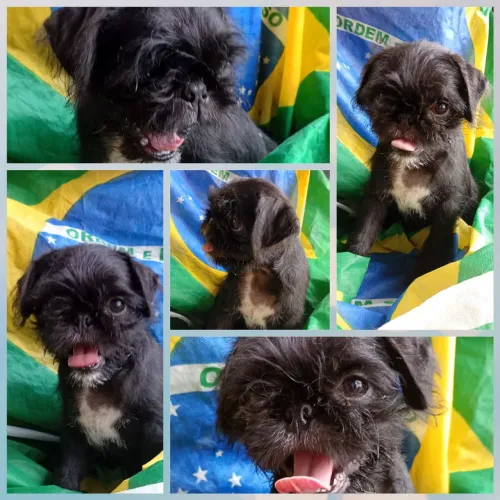 Pai Pug e mãe shitzu