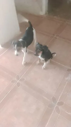 Filhote SRD porte pequeno 
