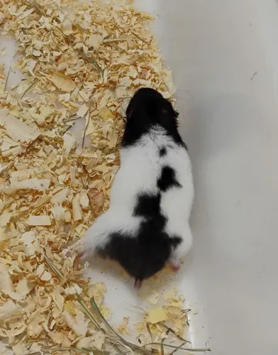 Filhotes de Hamster Sírio 