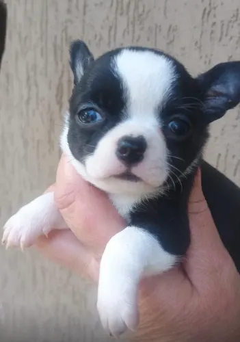 Chihuahua femea pelo curto