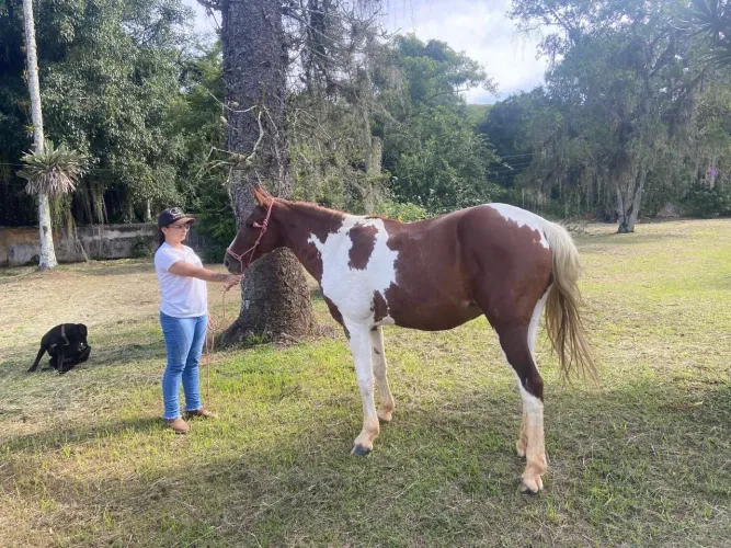 Cavalo pampa 