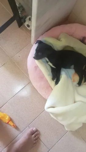 Doação de cachorro fêmea