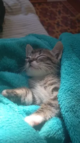 Doando gatinhos
