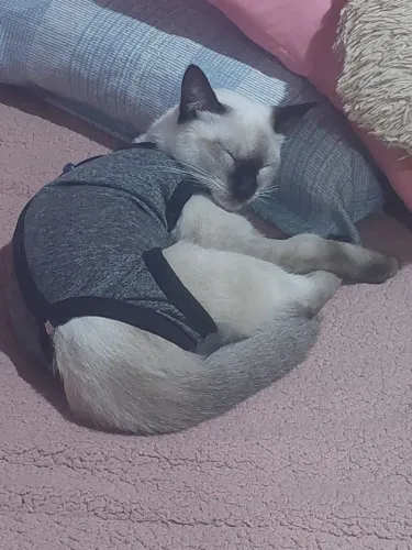 Gata siamês!, 8 meses, castrada e dócil