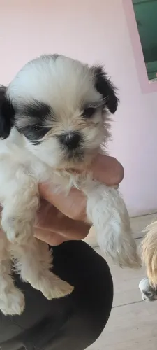 Vendo filhotes de shitzu