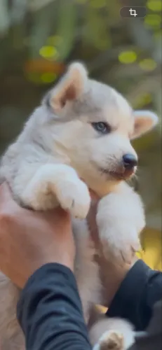 Husky siberiano 