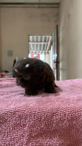 Vendo filhote de shih tzu fêmea