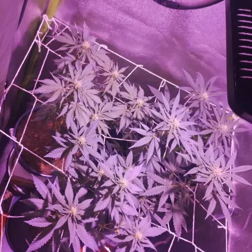 Led cultivo grow indoor 