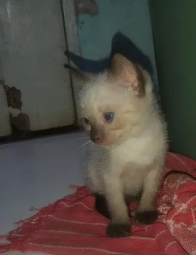 Doação de gatos