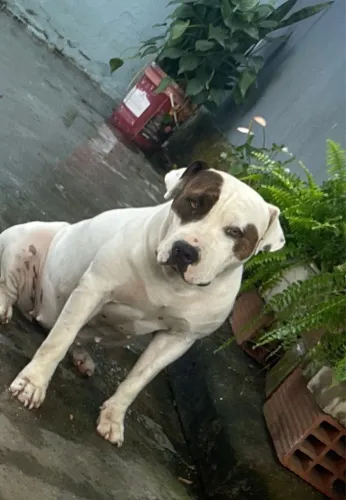 Vendo filhotes de pitbull com a akita 