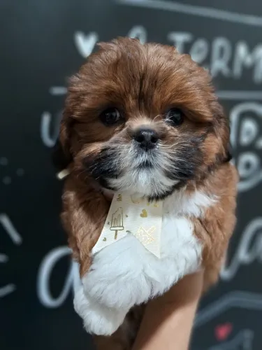 Em cima da Cama e de Gravata Azul, Shihtzu padrão Americano disponivel