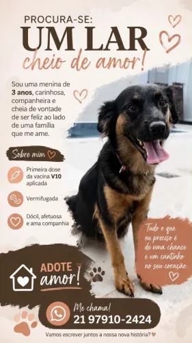 Adoção RESPONSÁVEL: cadela SRD porte pequeno saudável