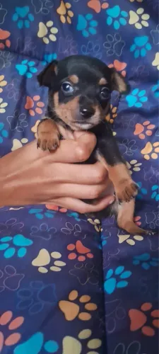 Filhote de Pinscher macho pra reservar