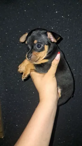Pinscher macho disponível