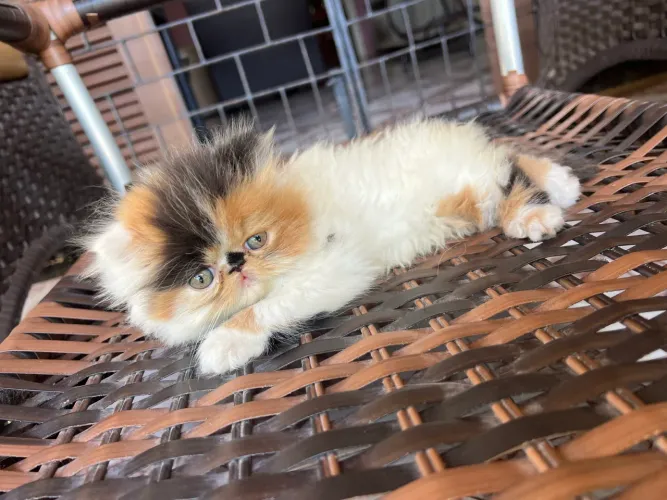 Gata persa tricolor 