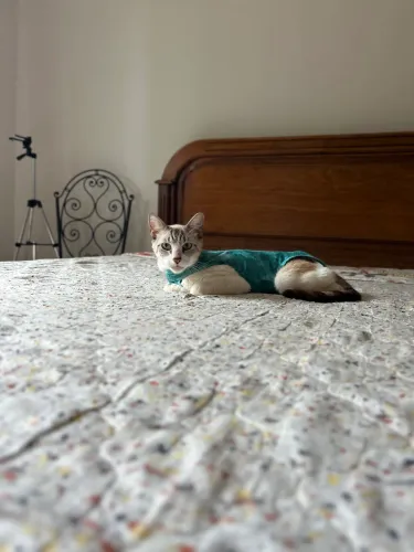 Doação gato 