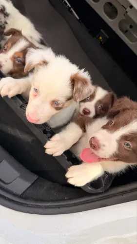 Border Collie 