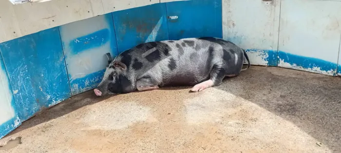Porca Caipira Prenha Pari em Julho