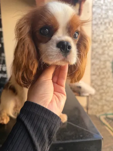 Cavalier menina
