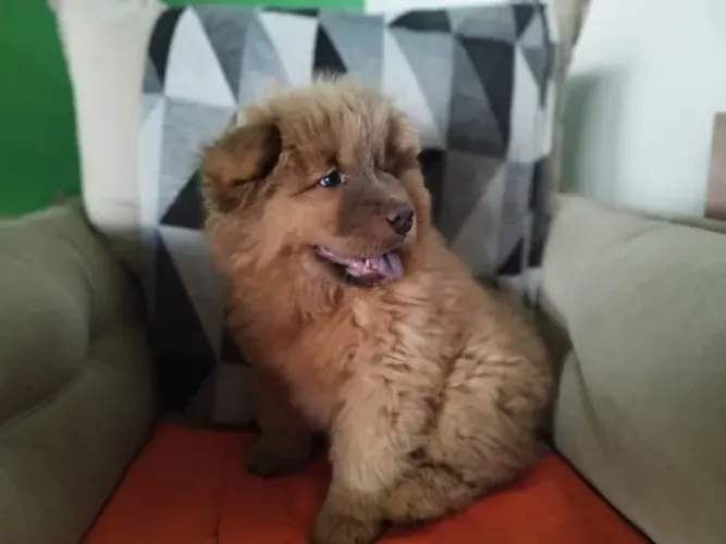 Chow-Chow Filhote - R$ 999