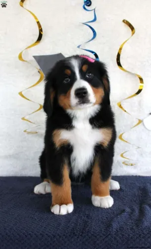Bernese Mountain | Filhotes esperando muito amor