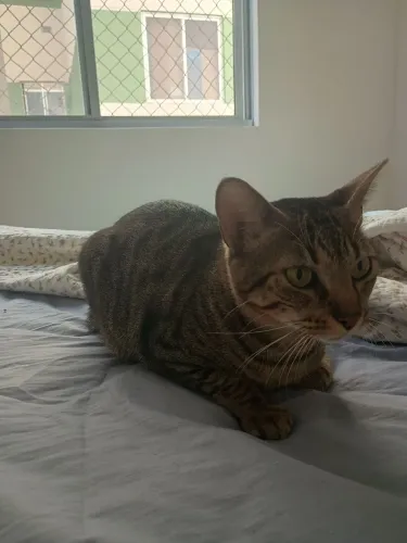 Gato Tigrado