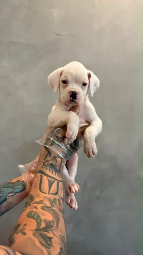 Boxer (macho e fêmea )