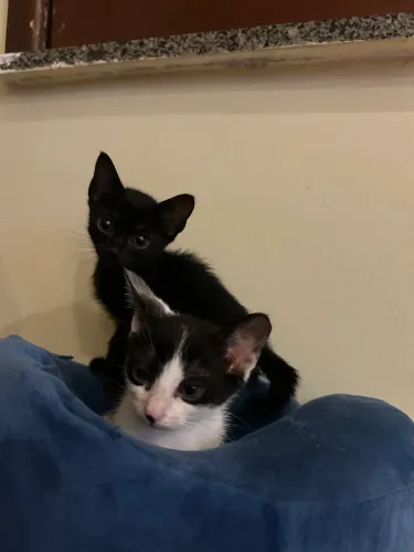 Gatinhas para adoção